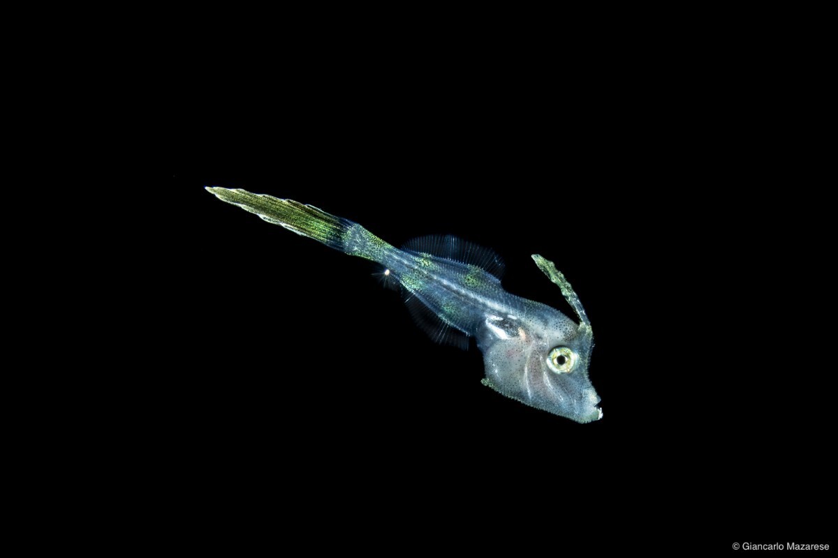Dotterel Filefish