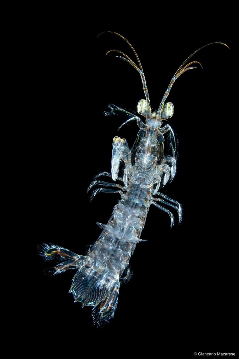 Mantis shrimp Larva