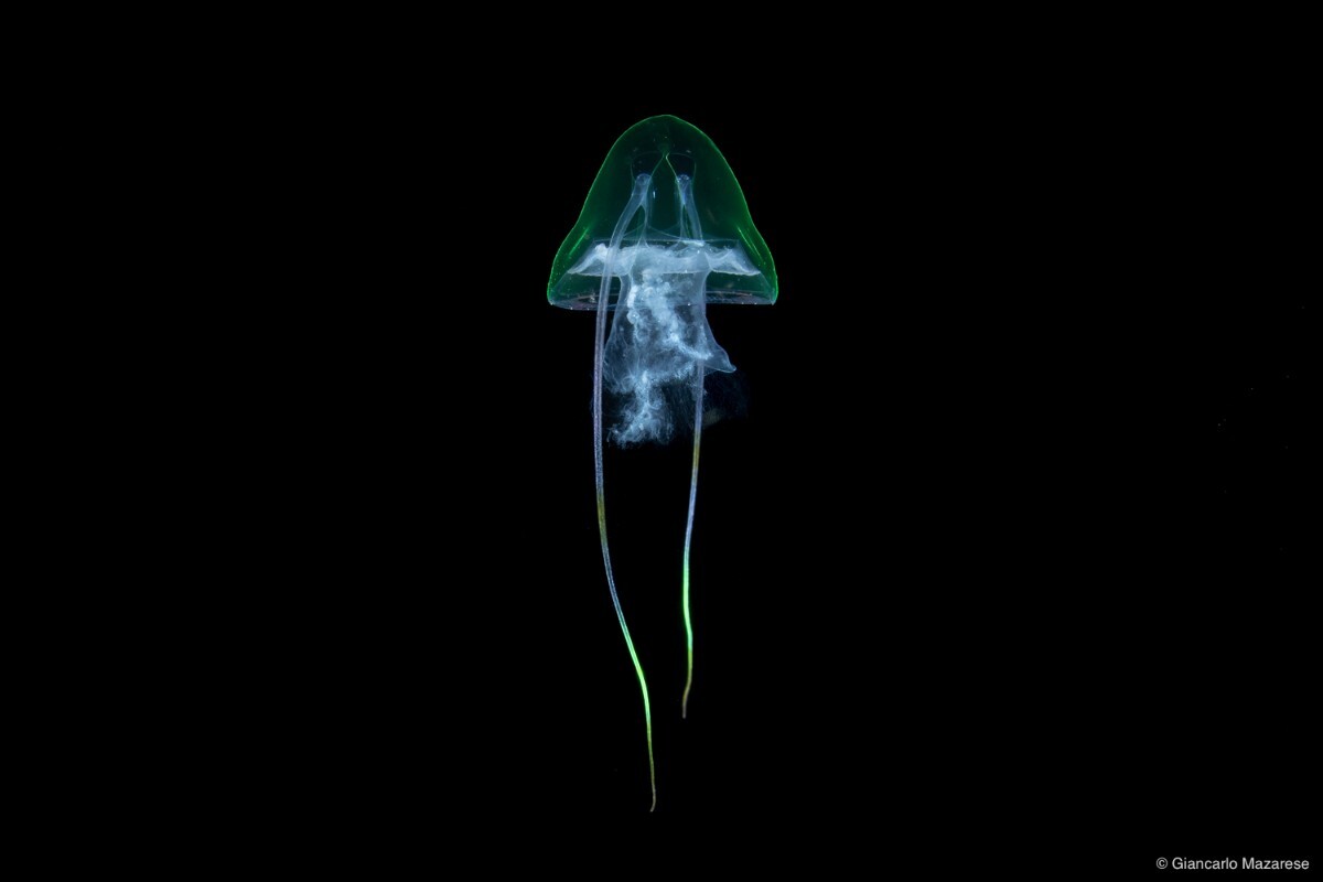 Hydrozoan Jellyfish