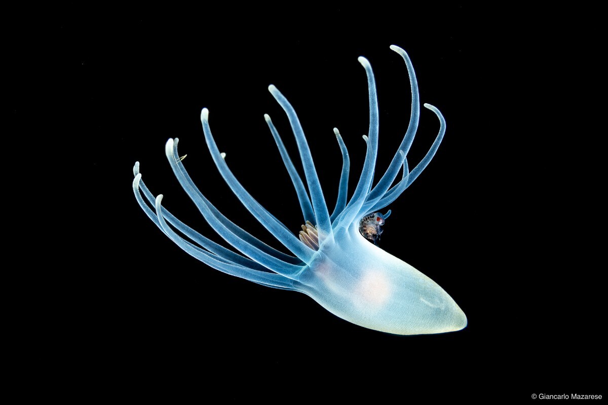 Tube anemone larva