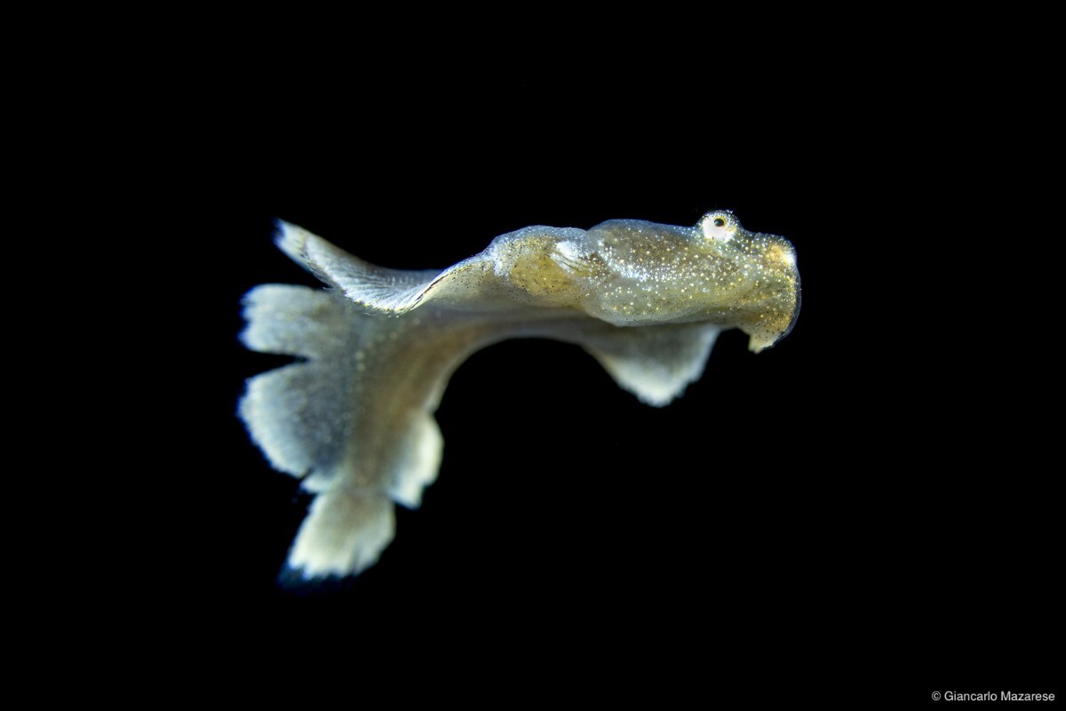 Flounder larva