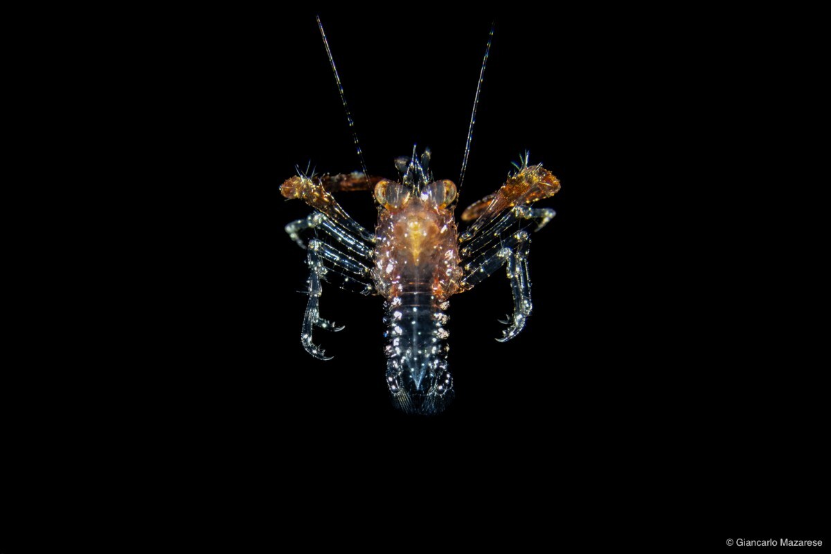 Crab larva