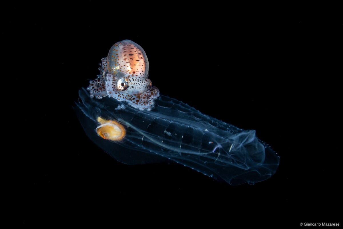 Juvenile benthic octopod on a salp