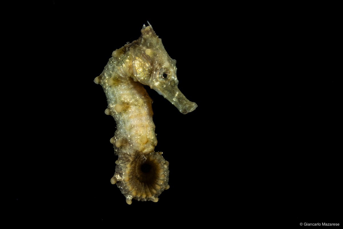 Seahorse, Hippocampus sp.