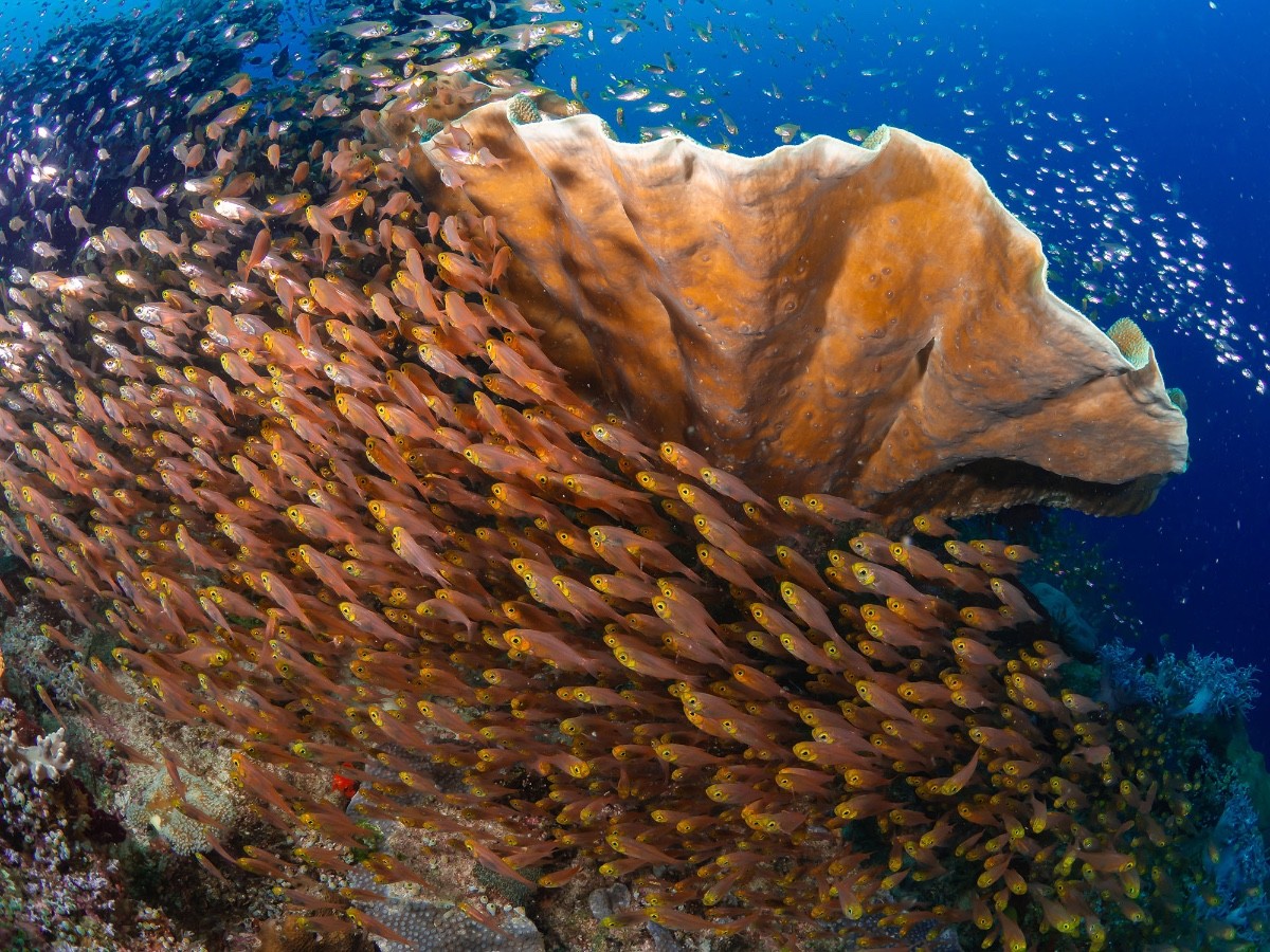 RajaAmpat-Dec19-1208.jpg