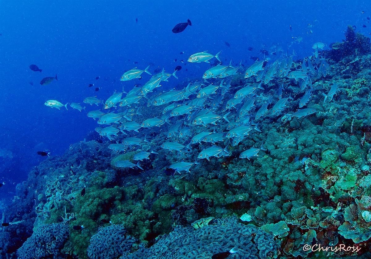 Bigeye_Trevally_Bradford_shoals.jpg