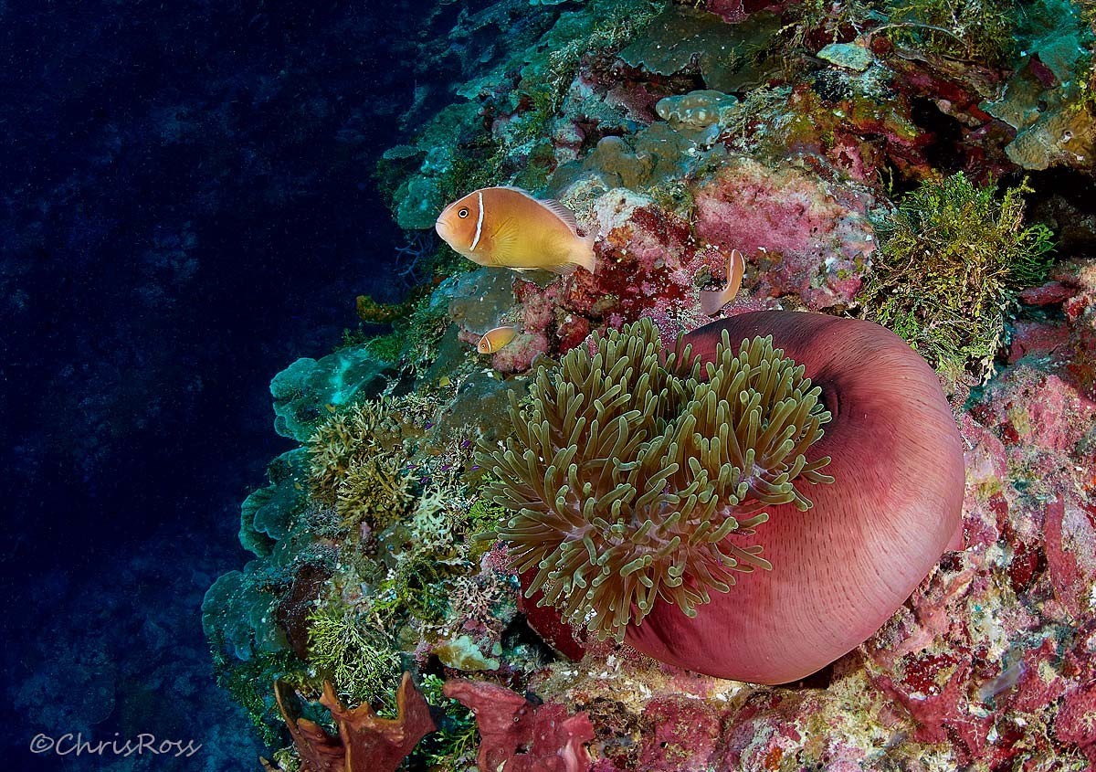 Pink_Anemone_Fish_21.jpg