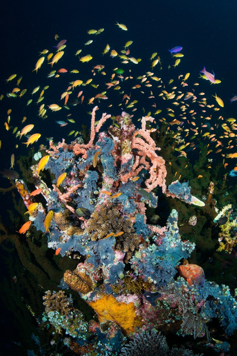 Reefscapes%20(3%20of%2020).jpg