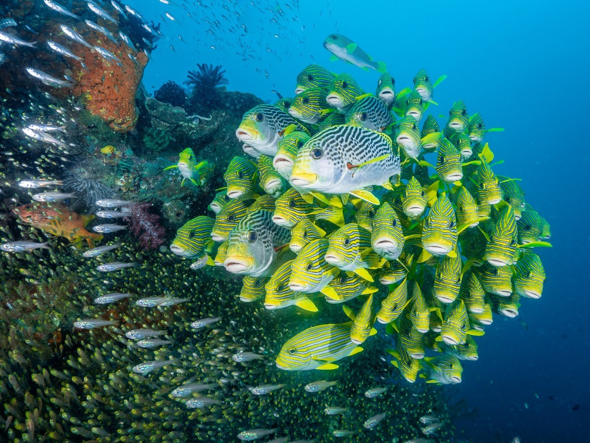 Schooling Fish (8 of 13).jpg