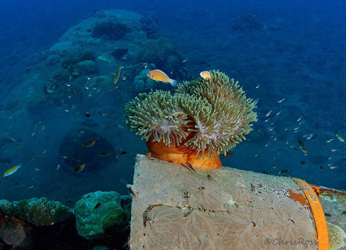 Zero_Anemonefish.jpg