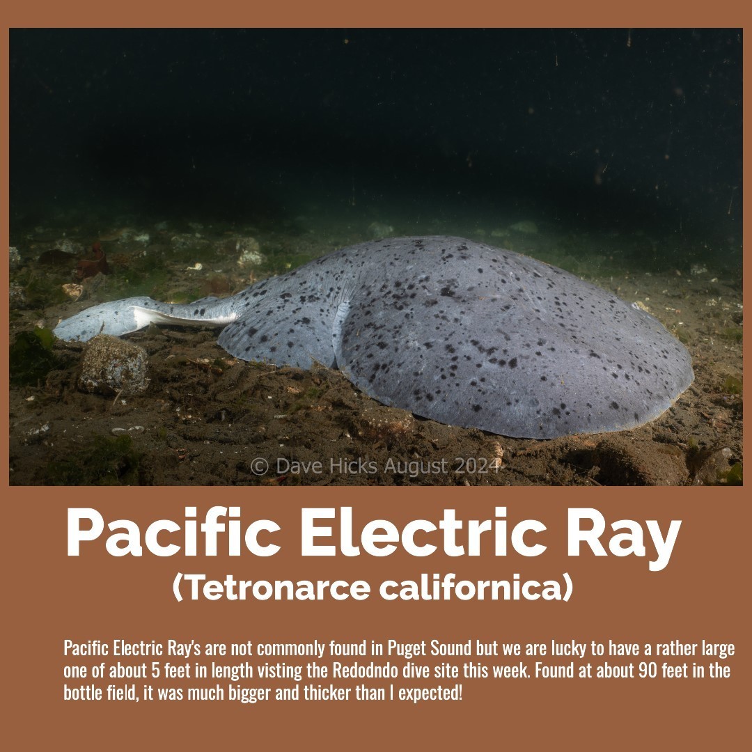 Pacific Electric Ray 1.jpg