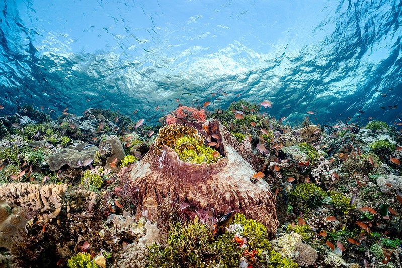 Bama wall shallows sponge volcano.jpg