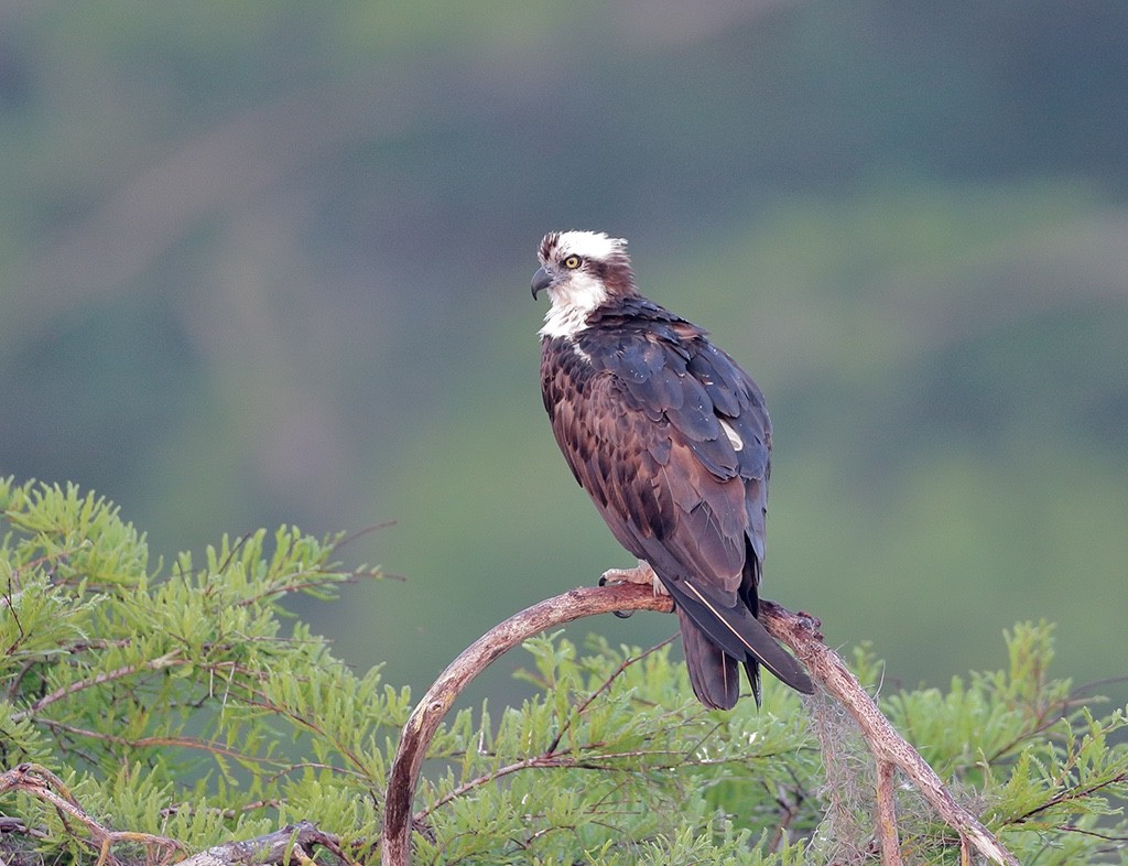 LBC-Osprey-3.jpg