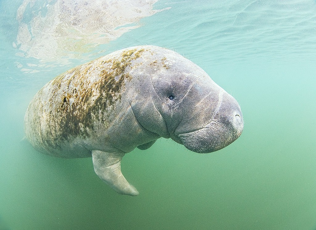 manatee1MBA.jpg