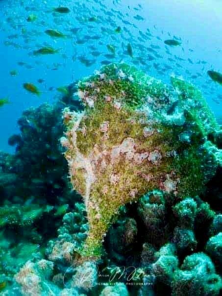 Giant Frogfish.jpg