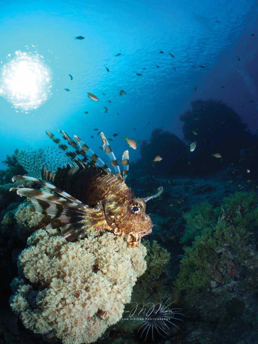 Lionfish Creative Ultra Wide Angle.JPEG