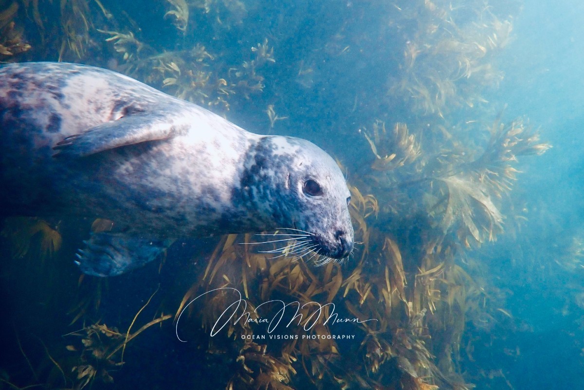 Seal with FCON-01 Lens.jpg