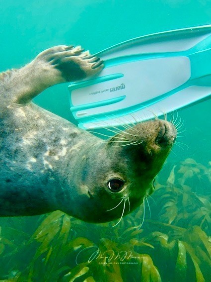 iPhone Image Lundy Island by Maria Munn.jpg