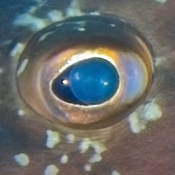 eye1.png