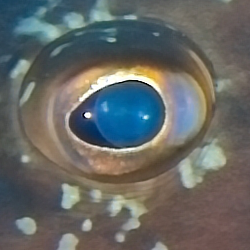 eye2.png