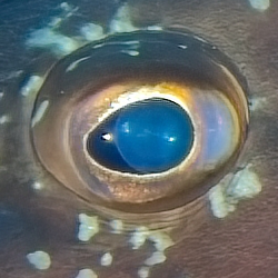 eye3.png