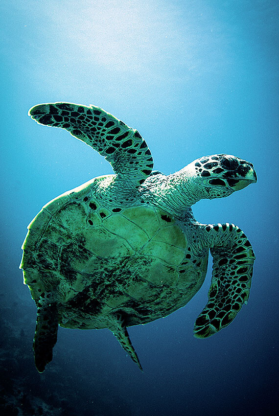 turtleNEW.jpg