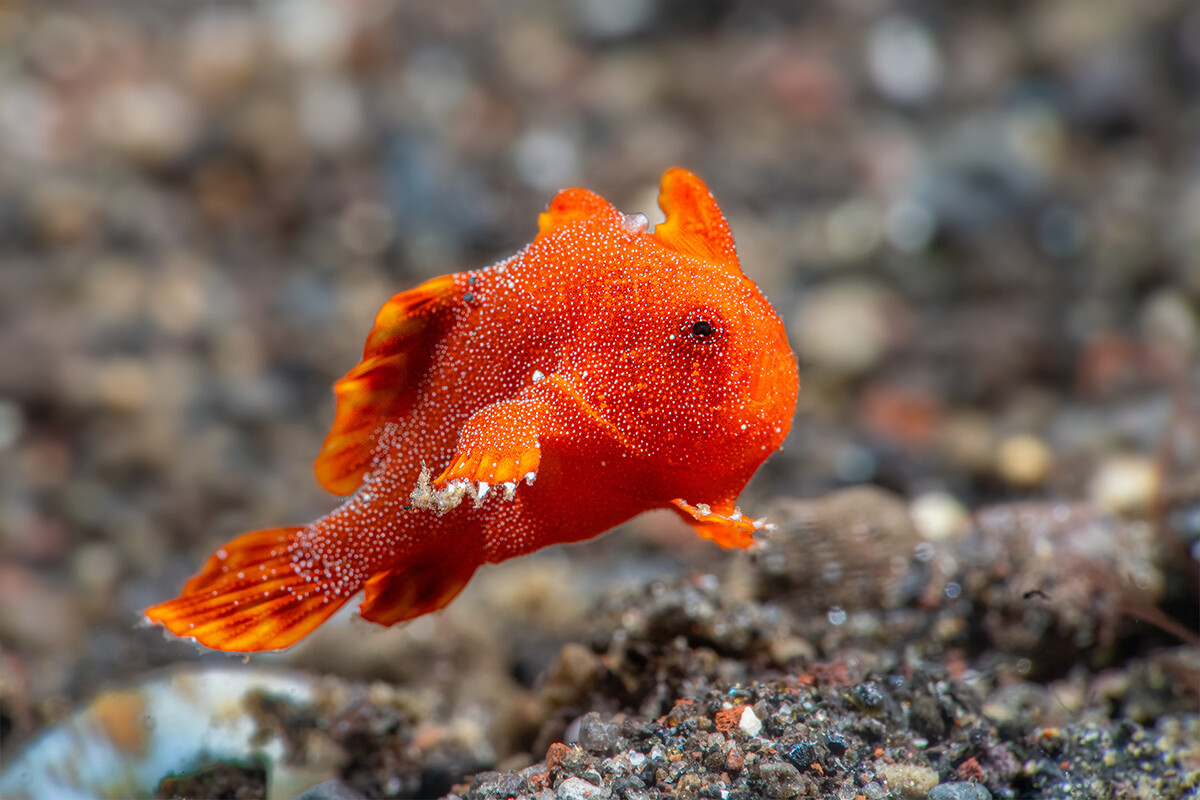 Jumping-frogfish-WP.jpg