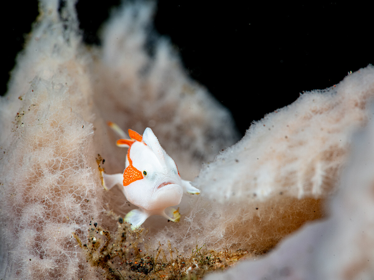 Juvenile-clown-warty-frogfish-WP.jpg