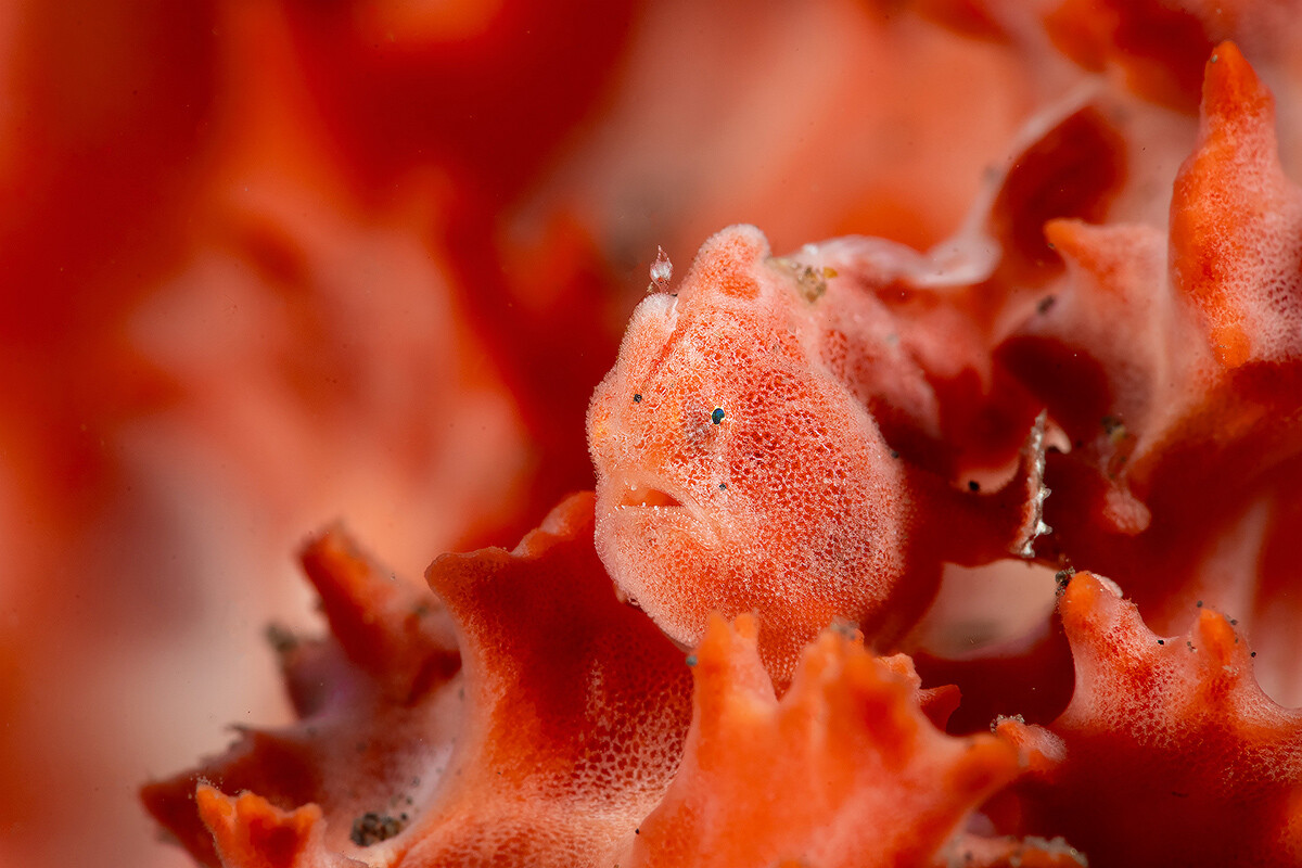 Red-frog-on-red-WP.jpg