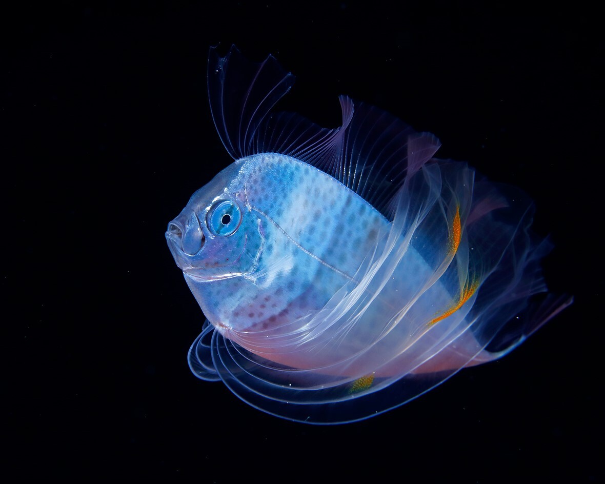 a_Polka_dot_ribbonfish_is_illuminated_in_black_water.jpeg