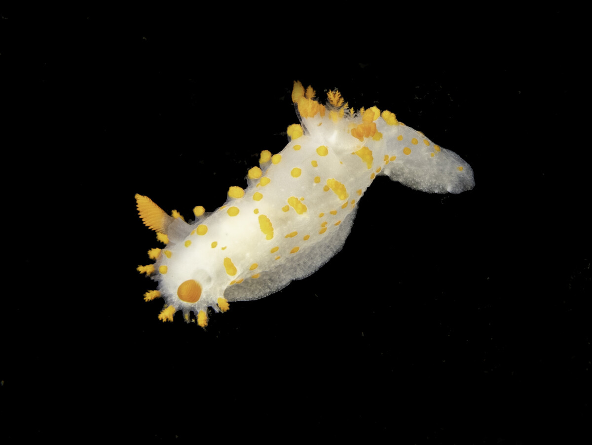 triopha.jpg