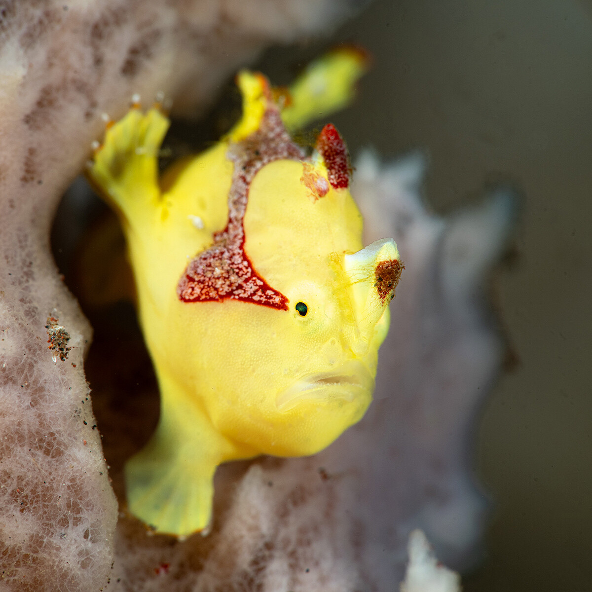 yellow-frog-3-4-on-WP.jpg
