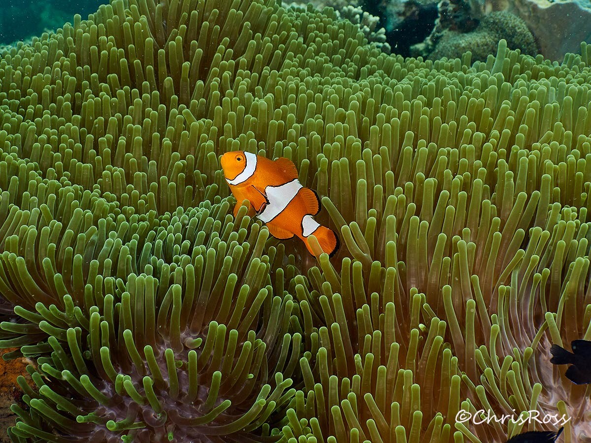 False_Clown_anemonefish.jpg