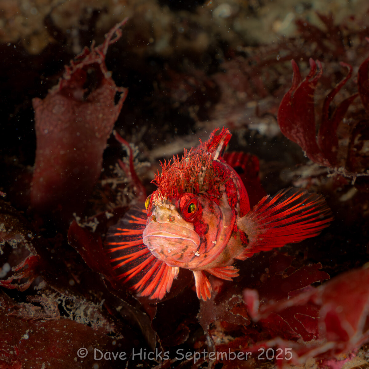 Sunrise Reef September 15, 2025 (117 of 187).jpg