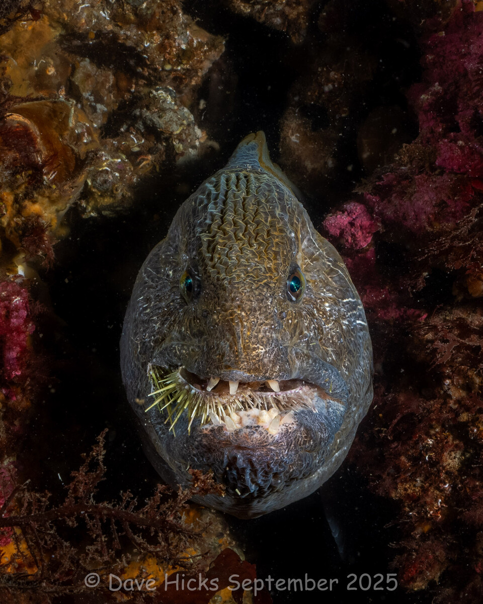 Sunrise Reef September 15, 2025 (179 of 187).jpg