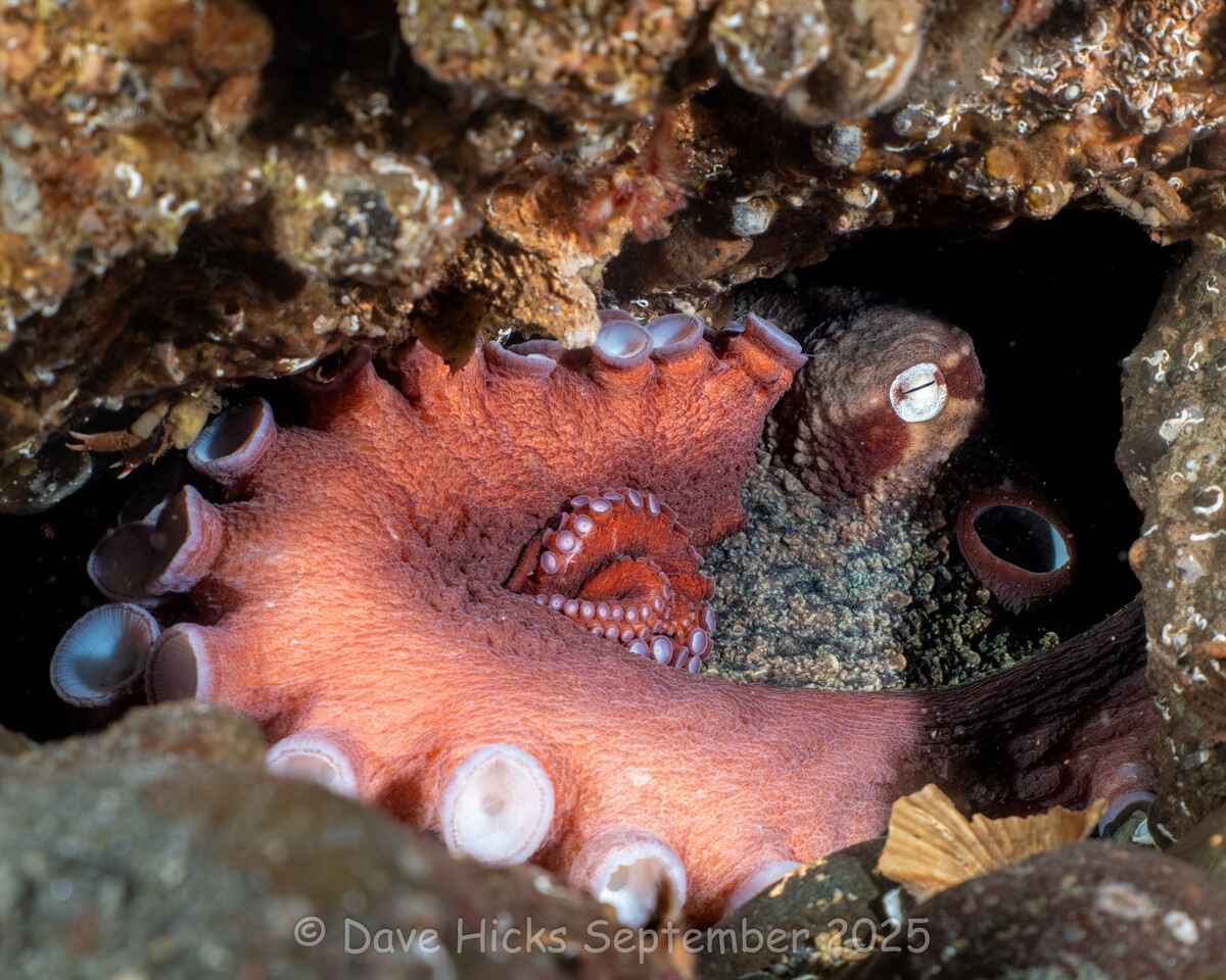 Sunrise Reef September 15, 2025 (59 of 187).jpg