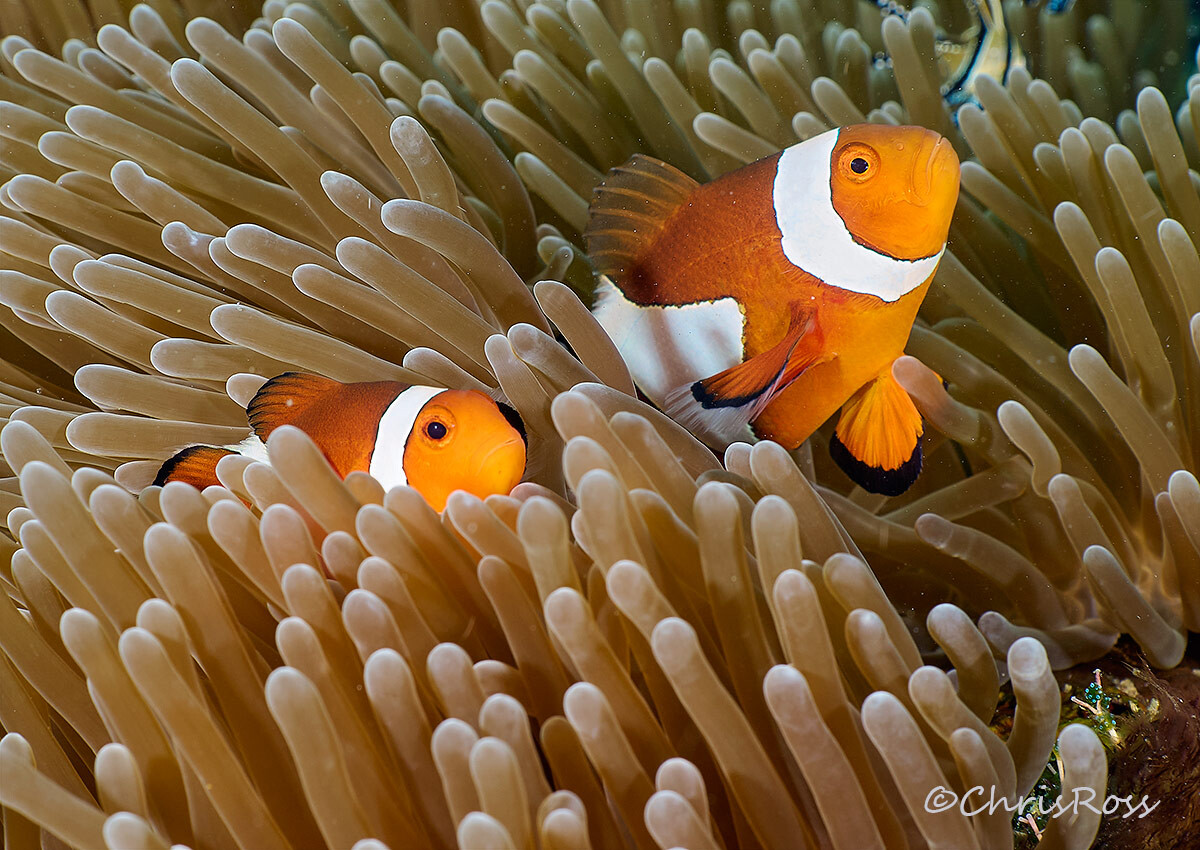 Fase_Clown_anemonefish_2.jpg