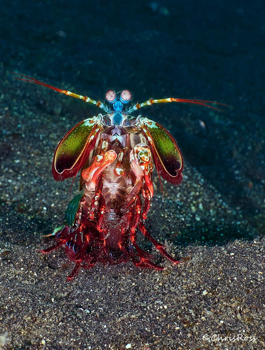 Peacock_Mantis_Shrimp.jpg