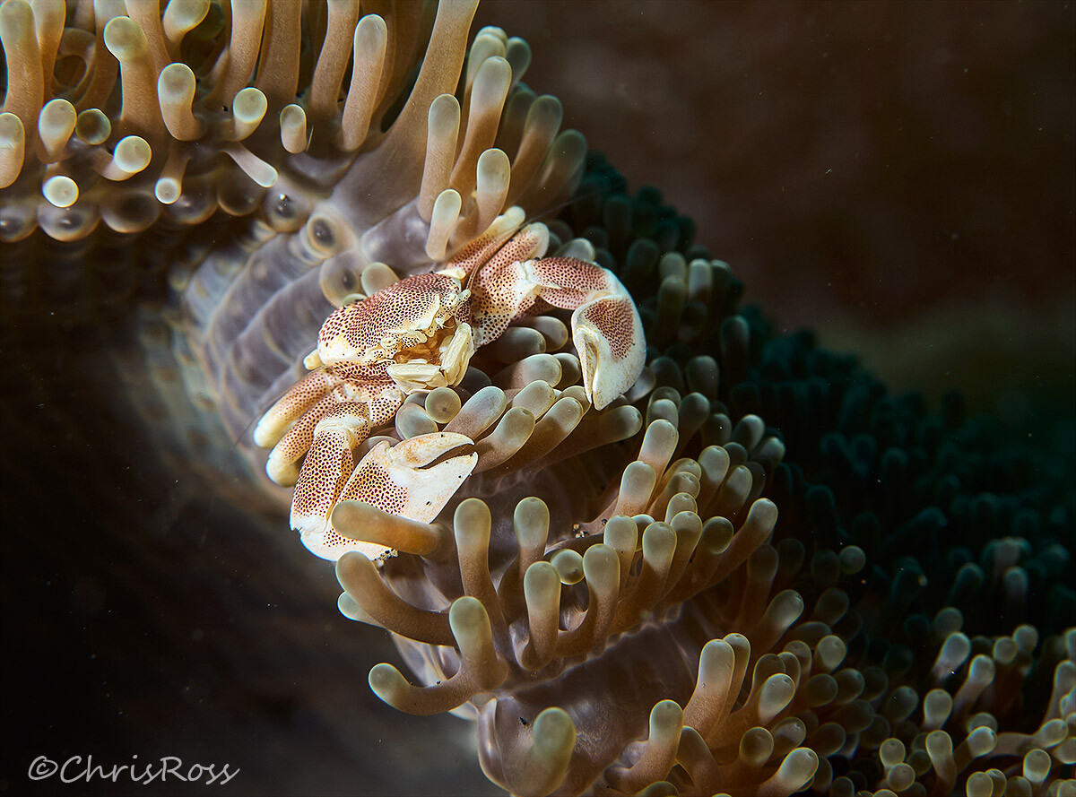 Porcelain_Crab.jpg