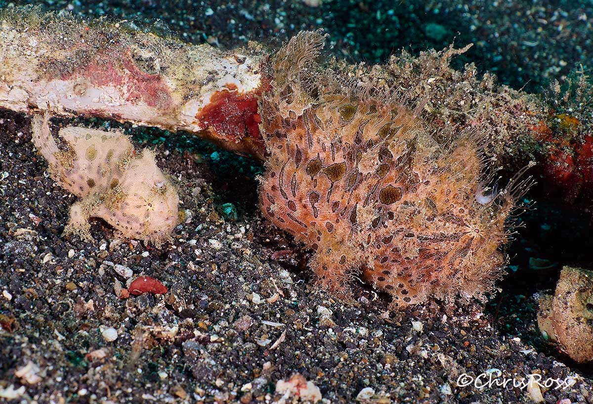 TWO_Frogfish.jpg