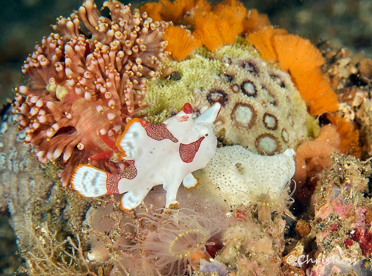 Warty_Frogfish_2.jpg