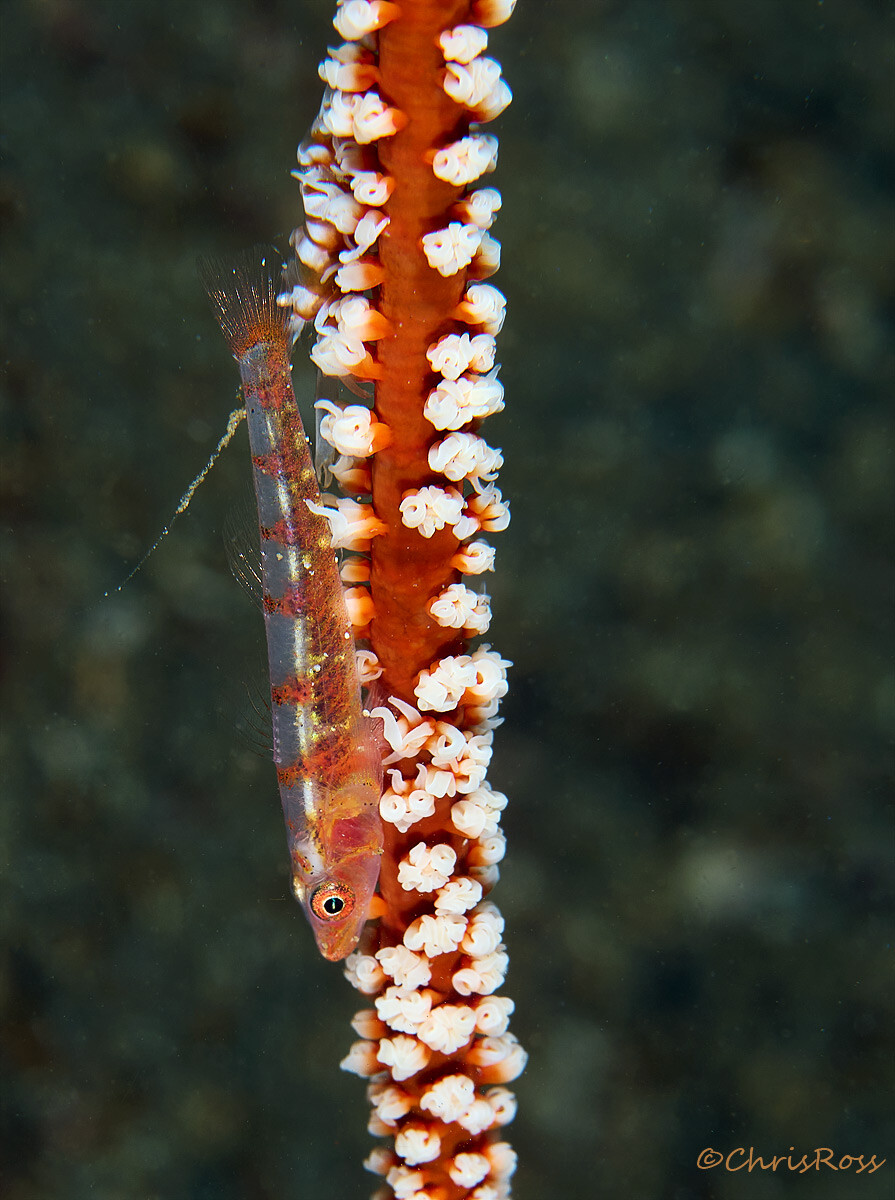 Whip_Coral_Goby_2.jpg
