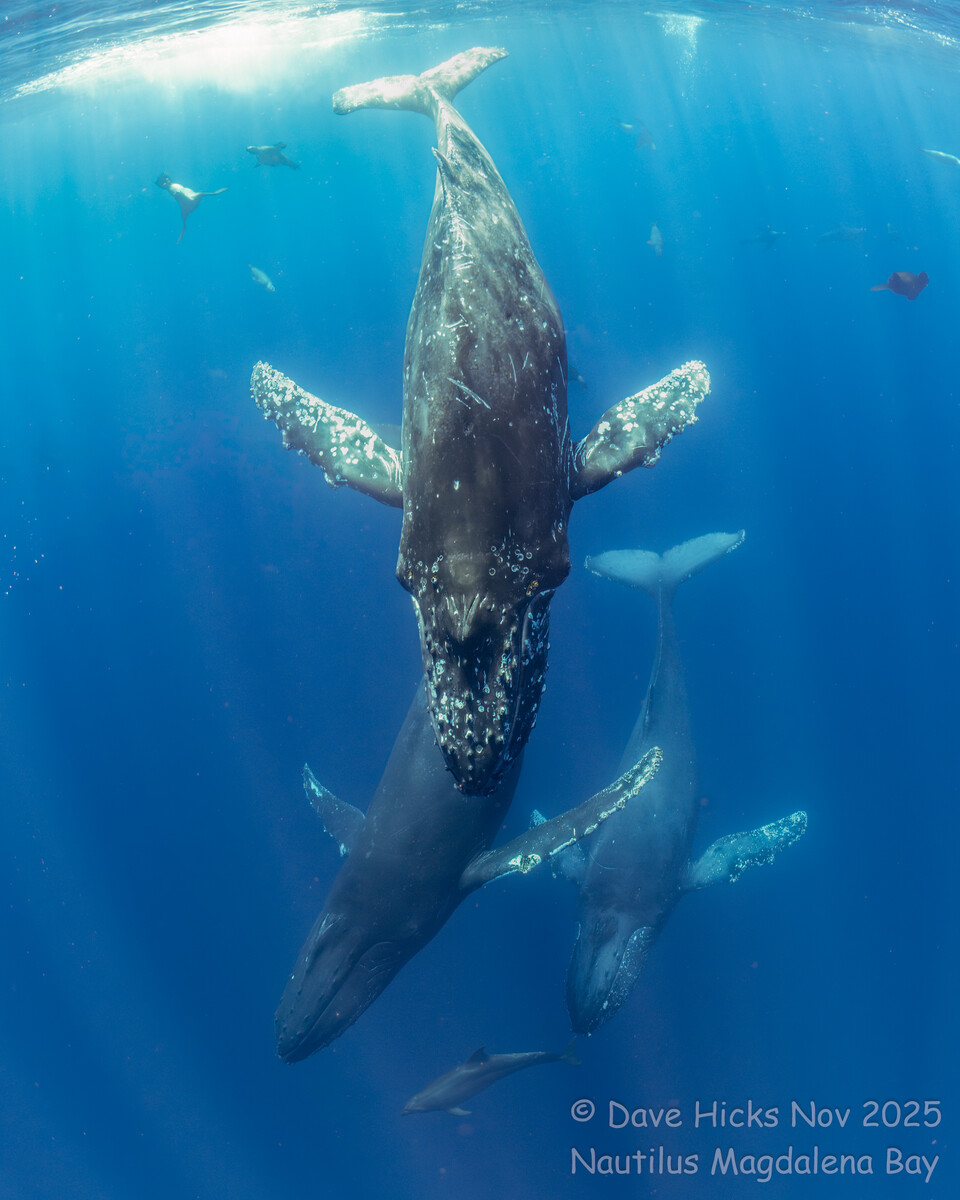 Magdalena Bay November 11, 2025 419 (Topaz).jpg