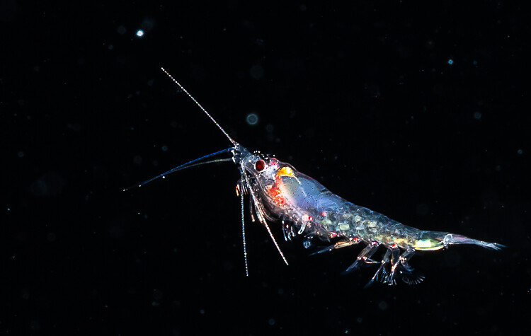 Kona 2025-12 (13 of 30).jpg