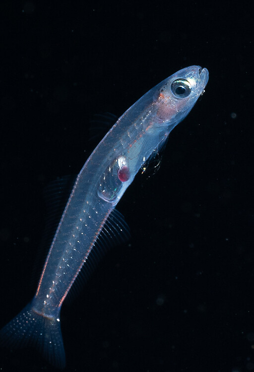 Kona 2025-12 (14 of 30).jpg