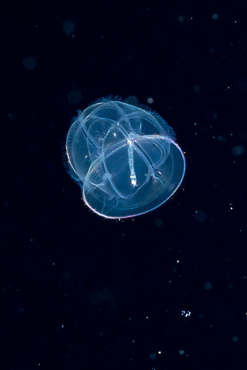 Kona 2025-12 (15 of 30).jpg