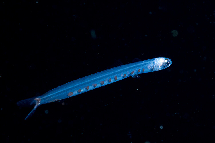 Kona 2025-12 (16 of 30).jpg