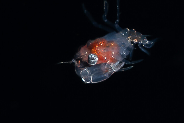 Kona 2025-12 (17 of 30).jpg