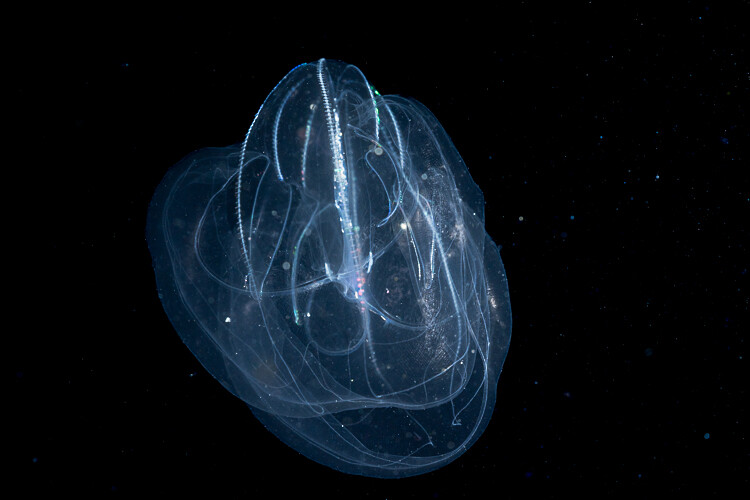 Kona 2025-12 (20 of 30).jpg