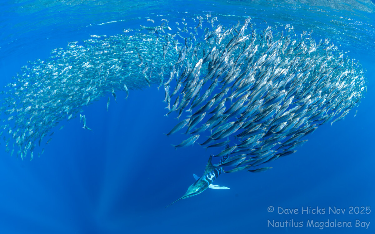 Magdalena Bay November 07, 2025 698 (Topaz).jpg